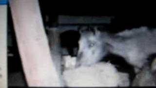 Pit bull kills horse