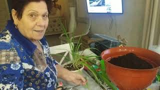ПРИЕХАЛА ПОДМОГА! СЕЕМ СЕМЕНА реанимация для МОИХ ЦВЕТОВ подарила подарки