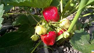 Клубника сорт "Пегас" на моём участке. Strawberry variety Pegasus.