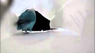 Попугай танцует чечетку =D
