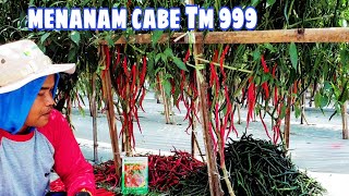 Cara menanam bibit cabe tm999 agar panen melimpah