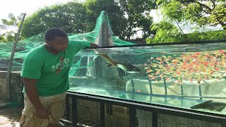que ocurre cuando tienes un tiburón con pequeños peces