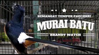 BRANDY WATCH : White Rumped Shama Singing Loud | MING BASKET Bird Champion