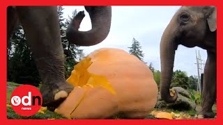Funny Elephants Smash Giant Pumpkins Ahead of Halloween