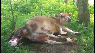 Jersey Milk Cow Giving Birth to Big Calf!