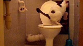 Кот УРИ  Педант ! CAT URI