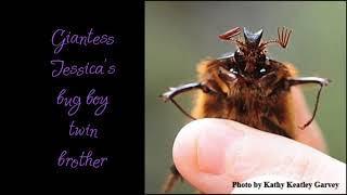 ASMR Giantess Jessica wants to kill you - you’re just a bug, right? (Female x roleplay)