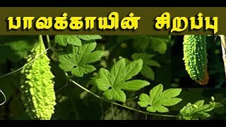 Bitter gourd plant (பாவக்காயின் வைத்திய முறைகள் )