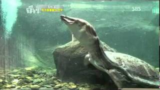 TV 동물농장 507회 110410_05