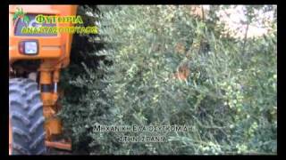 Μηχανική Ελαιοσυγκομιδή Ισπανία και Ελλάδα Μέρος 1