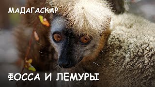 Мир Приключений - Фосса. Лемуры острова Мадагаскар. Киринди Форест. Fossa. Lemurs. Madagascar