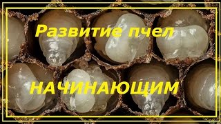 Начинающим пчеловодам развитие пчел