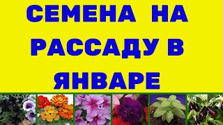 СЕМЕНА  В ЯНВАРЕ НА РАССАДУ