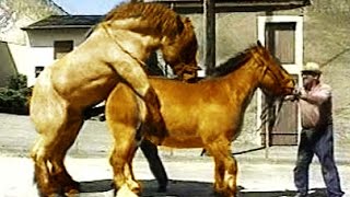 ТОП 5 Ужасные СПАРИВАНИЯ Животных в Сравнении с Человеком!