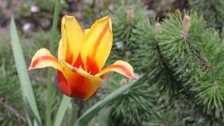 Free HD Stock Footage. Nature. Tulip, pine tree cones. Футаж. Тюльпан. Шишки на елке.