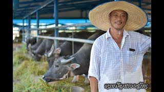 EP.64ควายงามนครนายก พี่อุดม โทร 083-649-6999  สวยทุกตัวห้ามพลาด #นายฮ้อย100ล้าน