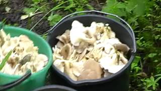 как цветет крапива