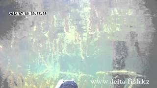 Сальмухаметов Арстан и амуры , База Дельта