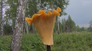 Гриб лисичка.  Тихая охота на полянки лисичек. Тайга, охота, грибы, сибирь, рыбалка, ягода