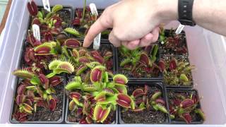Venus Flytrap Feeding Frenzy 2