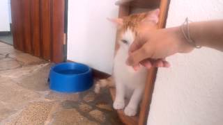 Vlog #264: Einfach tierisch | Hunde, Katzen und ein Spatz