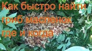 Поход в лес за грибами маслятами 15 июля 2017 Сибирь тайга тихая охота природа сбор грибов грибы гри