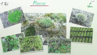 MOOSE | BAU UND STOFFWECHSEL | Biologie | Biologie der Pflanzen und Pilze (Mittelstufe)