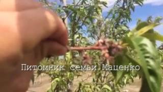 Интенсивный персиковый сад