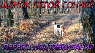 Щенок пегой гончей  Первые подтявкивания