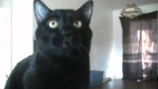 Talking Kitty Cat 18 - No Kitty Food