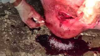 Кастрация хряка 270 кг. Boar castration. Docent A.D. Stepanov, ПДАТУ