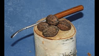 Как разбить Маньчжурский орех / Juglans Mandshurica