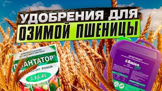 Удобрения для озимой пшеницы