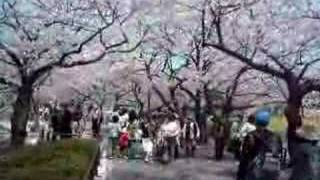 Ueno Koen Hanami