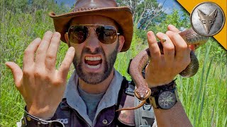 УКУСИЛА ЗМЕЯ   Ядовитая! Укус американского северного ужа Brave Wilderness на русском