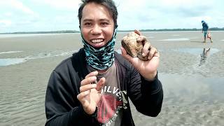 Berburu kerang Bambu / pahat - pahat digusung pasir