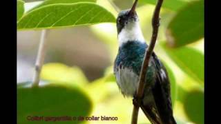 aves exoticas al 100%.