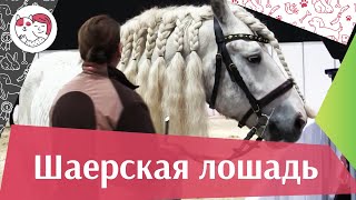 ЛОШАДИ Шаерская порода Фальц аденская порода ЭКВИРОС 2016 на ilikepet
