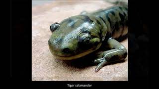Urodela - Salamanders and newts