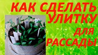 Как сделать улитку для рассады  Семена , рассада