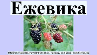 Ежевика