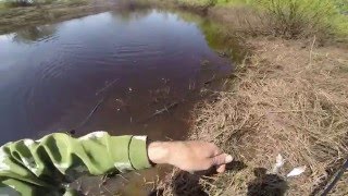 Ловля плотвы и густеры  на полудонку с руки, видео rybachil.ru