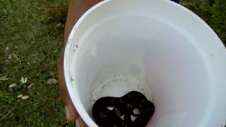 Liberación de serpiente  ojo de gato (Leptodeira septentrionalis/annulata)