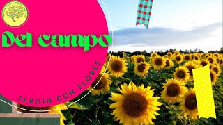 Germina Todo tipo de margaritas (manzanilla, girasol, etc)