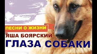 Яша Боярский ГЛАЗА СОБАКИ слова и музыка Яша Боярский