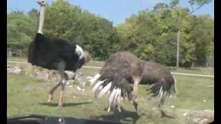 SUCCESSFUL Ostrich Mating Dance Followed by Ostriches Mating