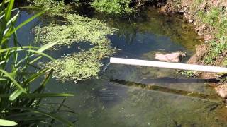 Waterlogged Pasture Water flowing from Capiphon intercept drain Feb 2015