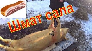 Помог другу  обработать борова /Заработал шмат сала/ Деревенская жизнь
