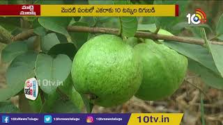 లంక గ్రామంలో థైవాన్ జామ సిరులు| Farmer Success Story On Taiwan Guava Crop| Matti Manishi | 10TV News