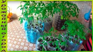РАССАДА ТОМАТОВ В ПЕЛЕНКАХ И БЕЗ ПИКИРОВКИ!ОБЗОР!